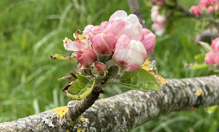 Apple blossom